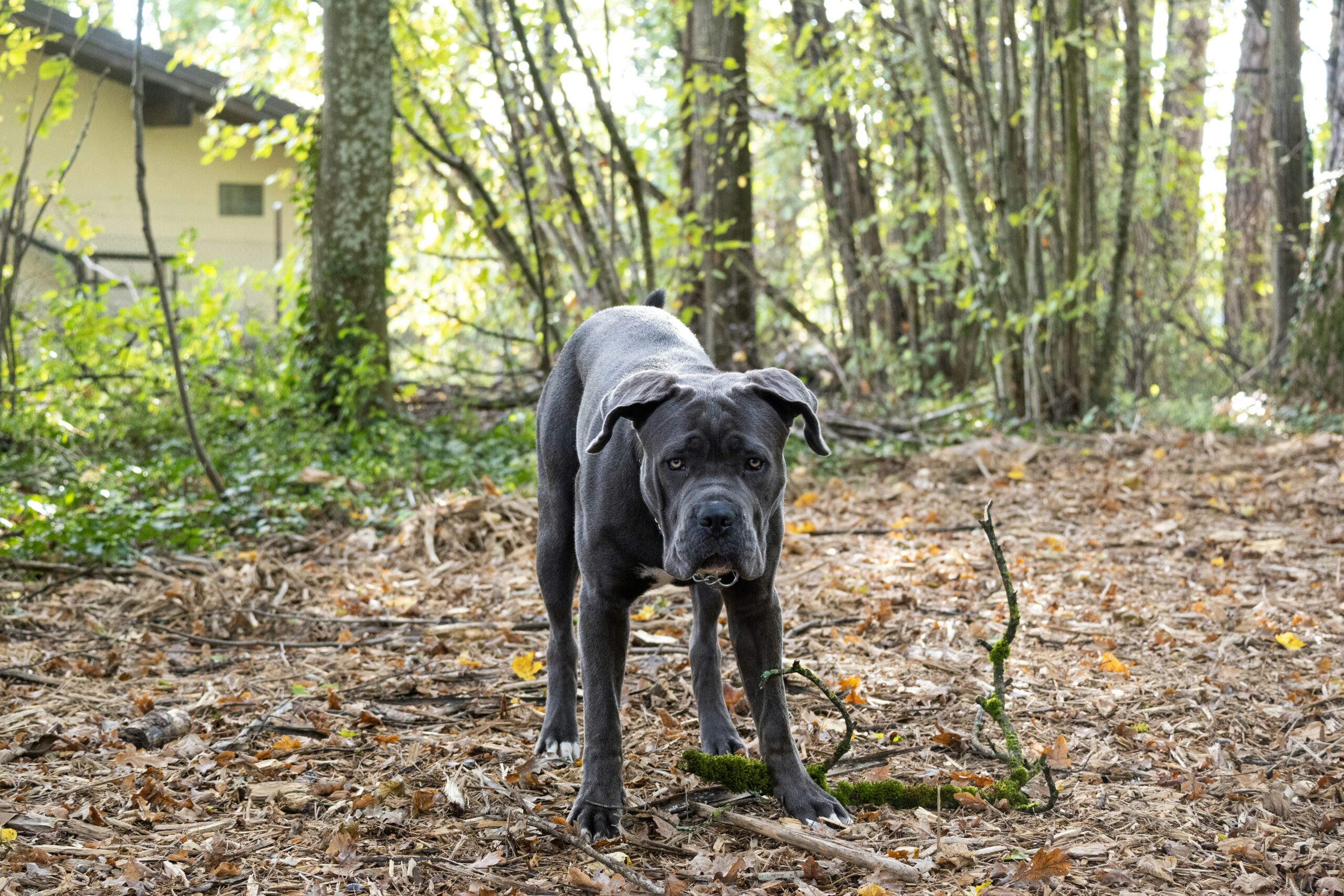cane corso for sale cane corso for sale